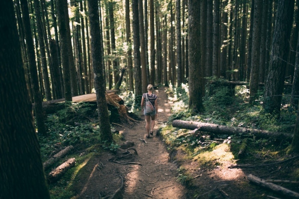 Baños de bosque: para restaurar nuestra energía vital